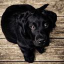 PetPal icon
